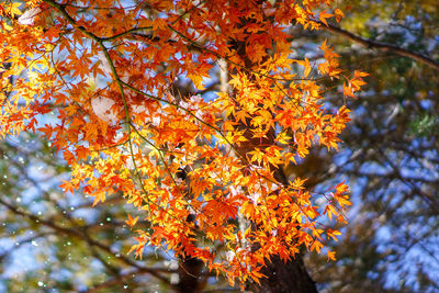 Low angle view of tree against sky during autumn