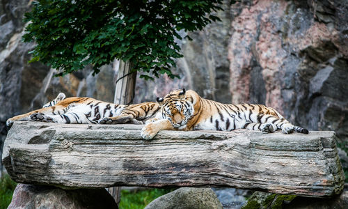 Tiger relaxing on tree