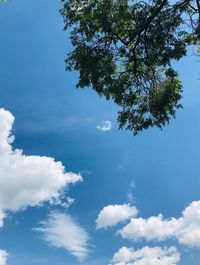 Low angle view of tree against sky