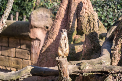 Monkey on tree trunk in zoo