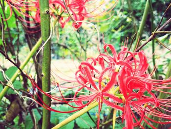 Close-up of flowers against blurred background