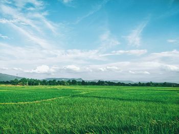 Scenic view of agricultural field against sky