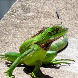 Close-up of green lizard