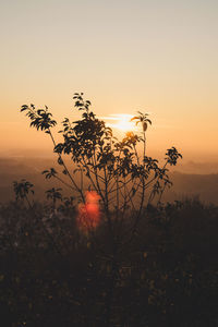 Silhouette plants against orange sky during sunset