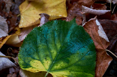 Close-up of dry leaves on plant during autumn