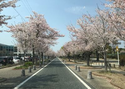 Cherry trees by road against sky