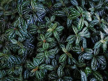 Full frame shot of coconut palm tree