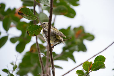 Close-up of bird perching on tree