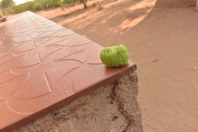 High angle view of insect on leaf