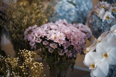 Close-up of cherry blossom plant