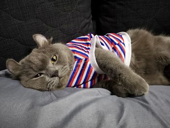 Portrait of cat relaxing on sofa