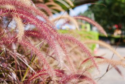 Close-up of succulent plant