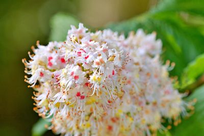 Close-up of pink cherry blossoms