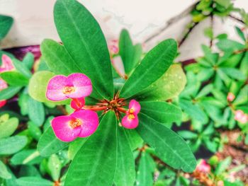 Close-up of pink flowering plant