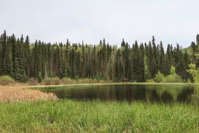 Small pond surrounded by grass and trees in telluride, colorado