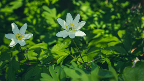 Close-up of flowering plant