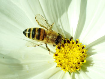 Close-up of a bee, on the yellow pollen of a white daisy