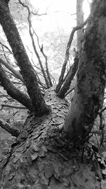 Close-up of tree trunk in forest