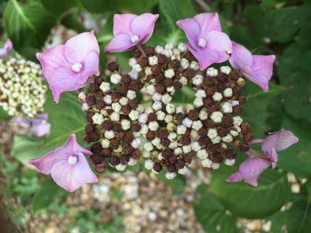 Close-up of pink flowers