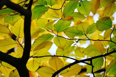 Low angle view of yellow leaves on tree