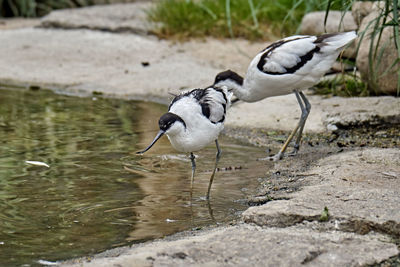 Bird in a lake