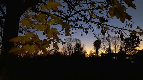 Low angle view of trees against sky