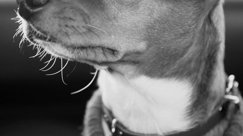 Close-up of dog looking away