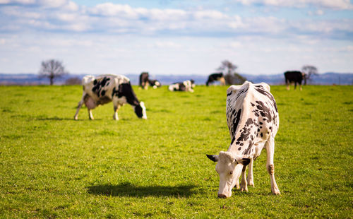 Grazing dairy cows in the field in spring