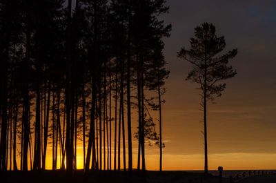 Silhouette of trees during sunset