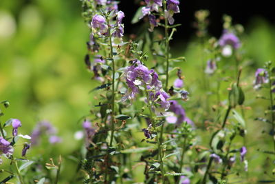 Close-up of purple flowering plants