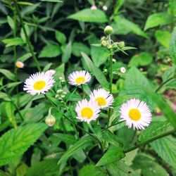 Close-up of yellow flowers blooming outdoors