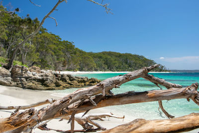 Murrays beach, within booderee national park in jervis bay territory, australia. driftwood tree log.