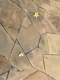 High angle view of yellow flower on floor