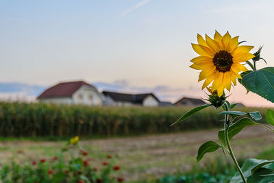 Close-up of yellow flowers blooming in field