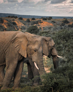 View of elephant on field