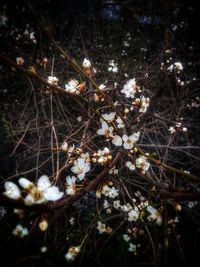 Close-up of flowers on tree