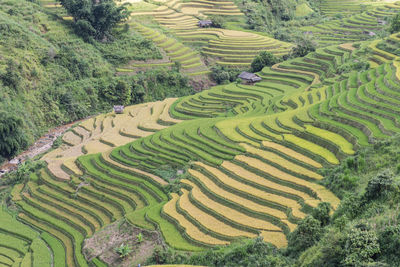 Scenic view of agricultural field