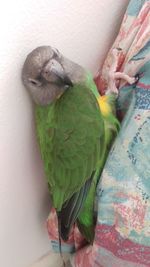 Close-up of parrot perching on floor