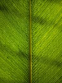 Full frame shot of palm leaf