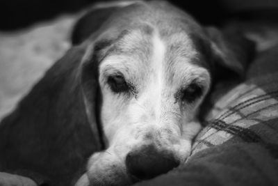 Close-up portrait of dog relaxing on bed