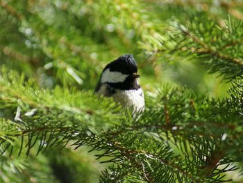 Close-up of bird perching on pine tree