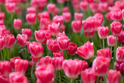 Pink tulips in full frame shots