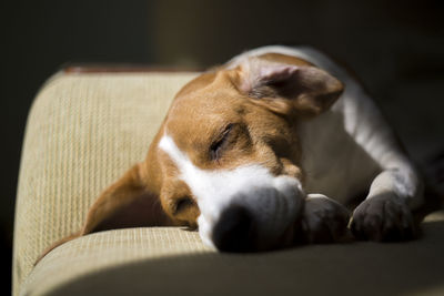 Close-up of beagle sleeping on sofa at home