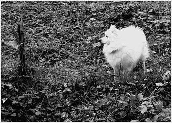 Cat on field