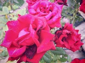 Close-up of red roses