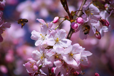 Close-up of bee pollinating flower blossoms 