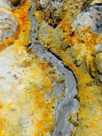 Close-up of lichen on rock