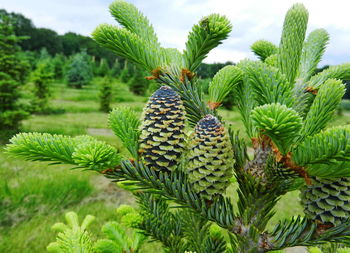 Close-up of pine cones on tree