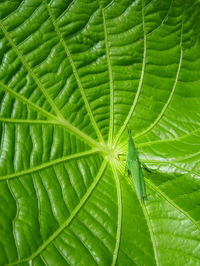 leaf