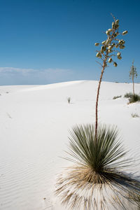 Scenic view of desert against blue sky